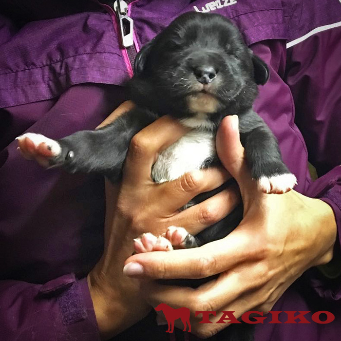 Hunapo-maschio 12 gg