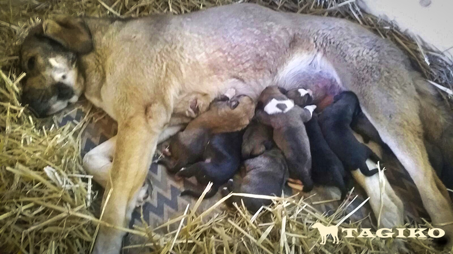Taipan-cuccioli-appena-nati